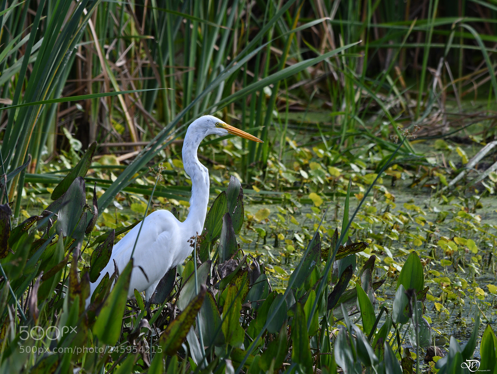 Nikon D500 sample photo. White heron photography