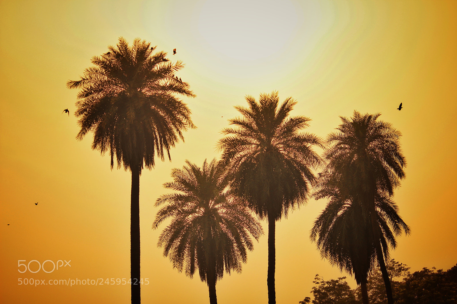 Canon EOS 600D (Rebel EOS T3i / EOS Kiss X5) sample photo. Silhouettes photography