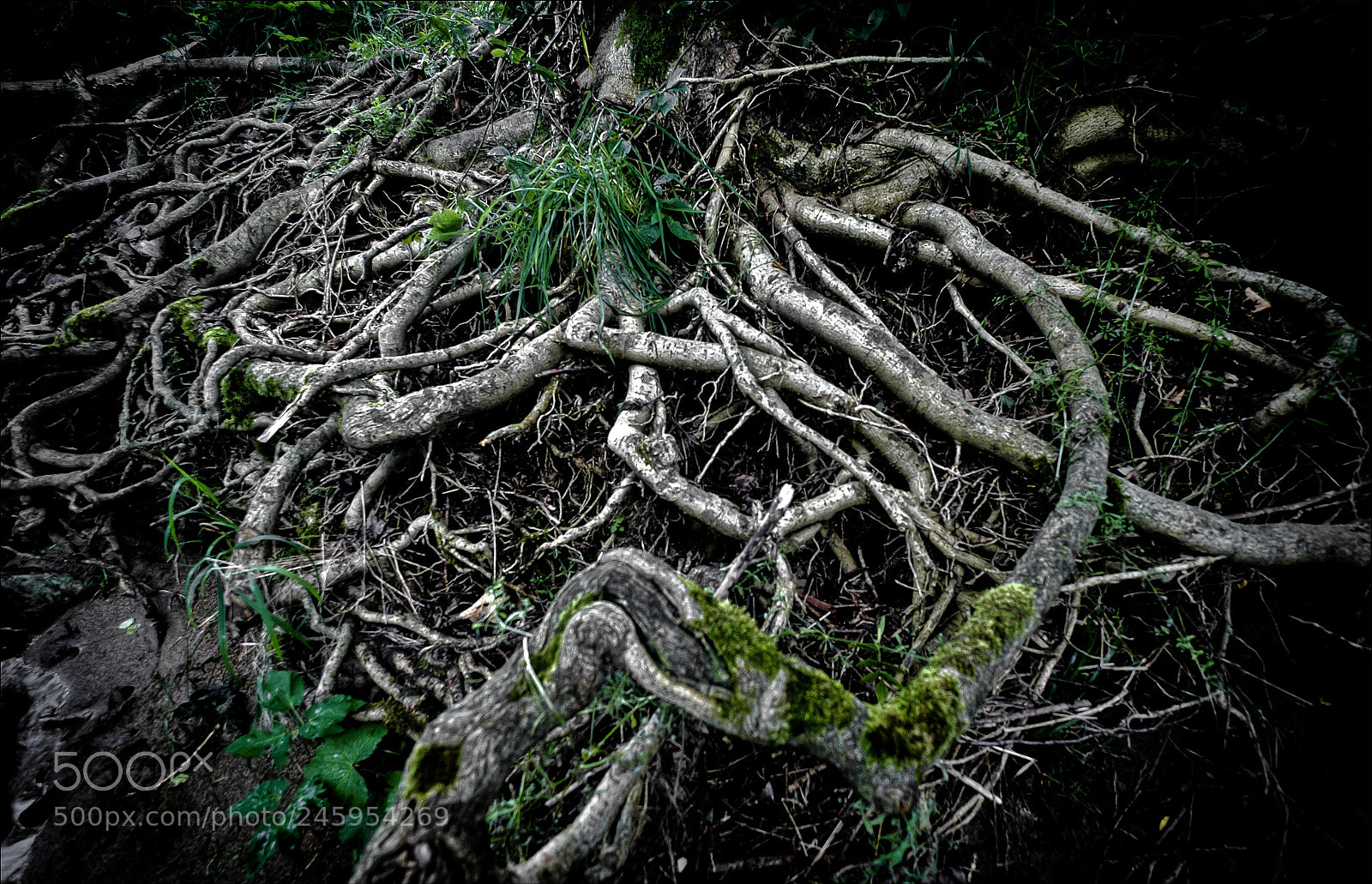 Fujifilm X-T1 sample photo. Octopus photography