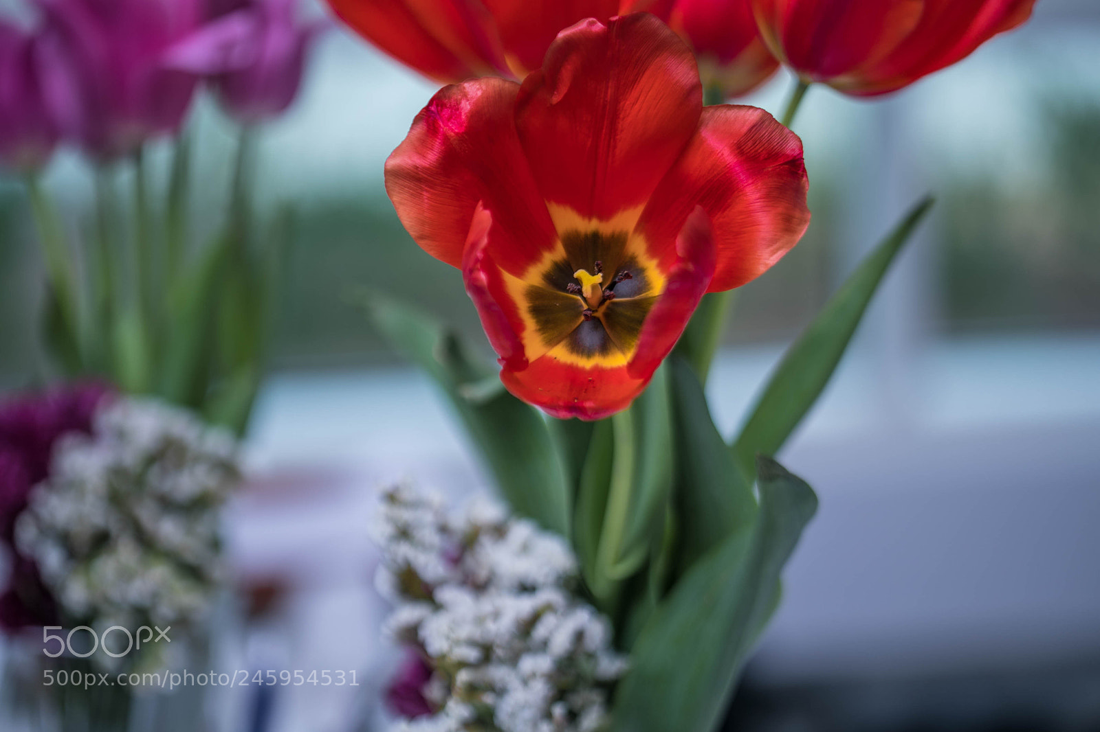 Canon EOS-1D X Mark II sample photo. Untitled photography