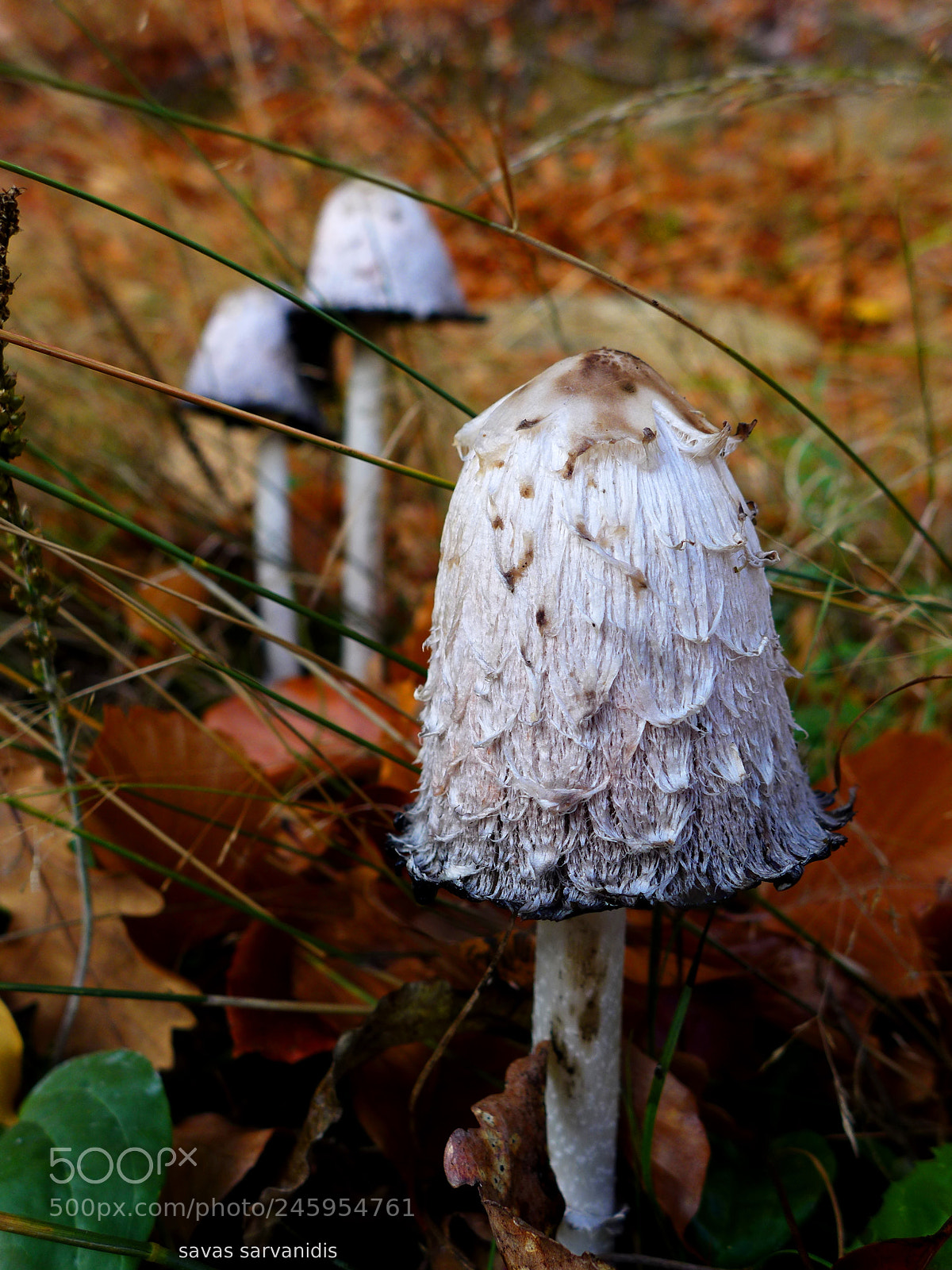 Panasonic Lumix DMC-LX7 sample photo. Coprinus comatus photography