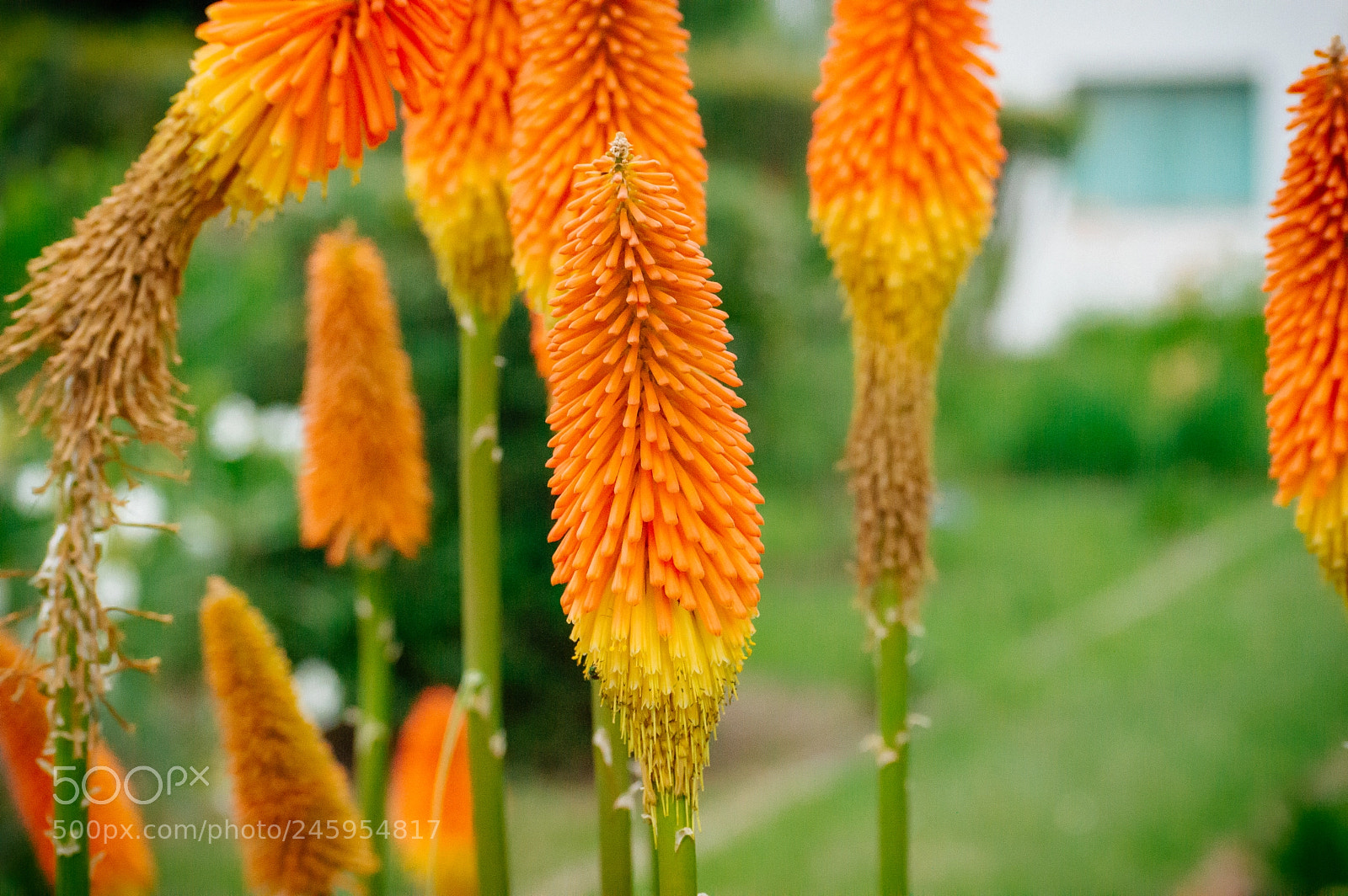 Nikon D3200 sample photo. Anaranjada! photography