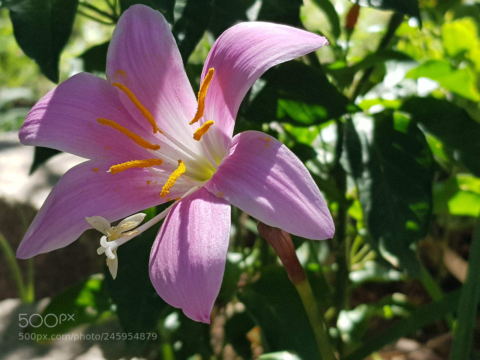 Samsung Galaxy S8 sample photo. Untitled photography