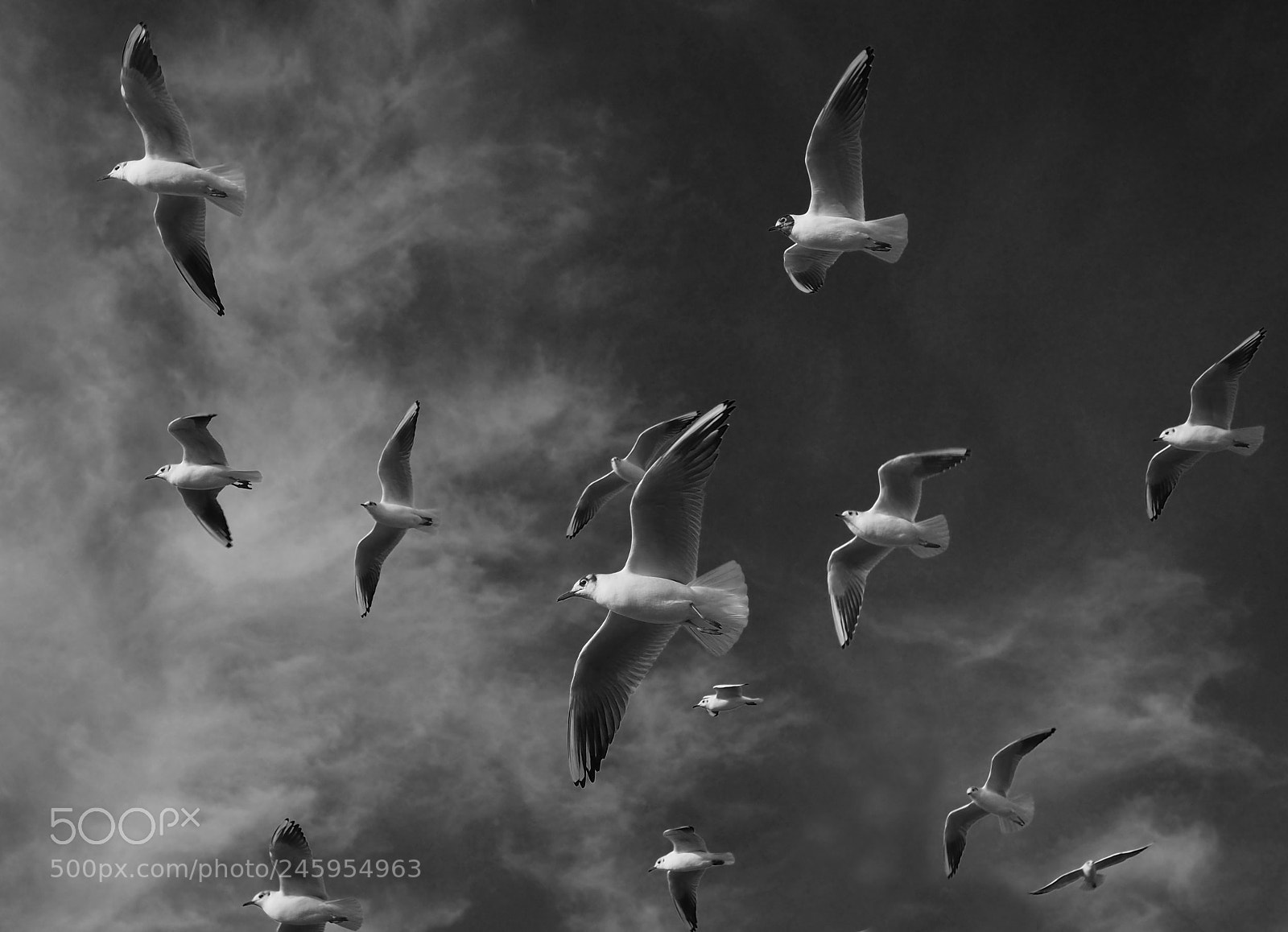 Olympus OM-D E-M10 II sample photo. Hungry gulls photography