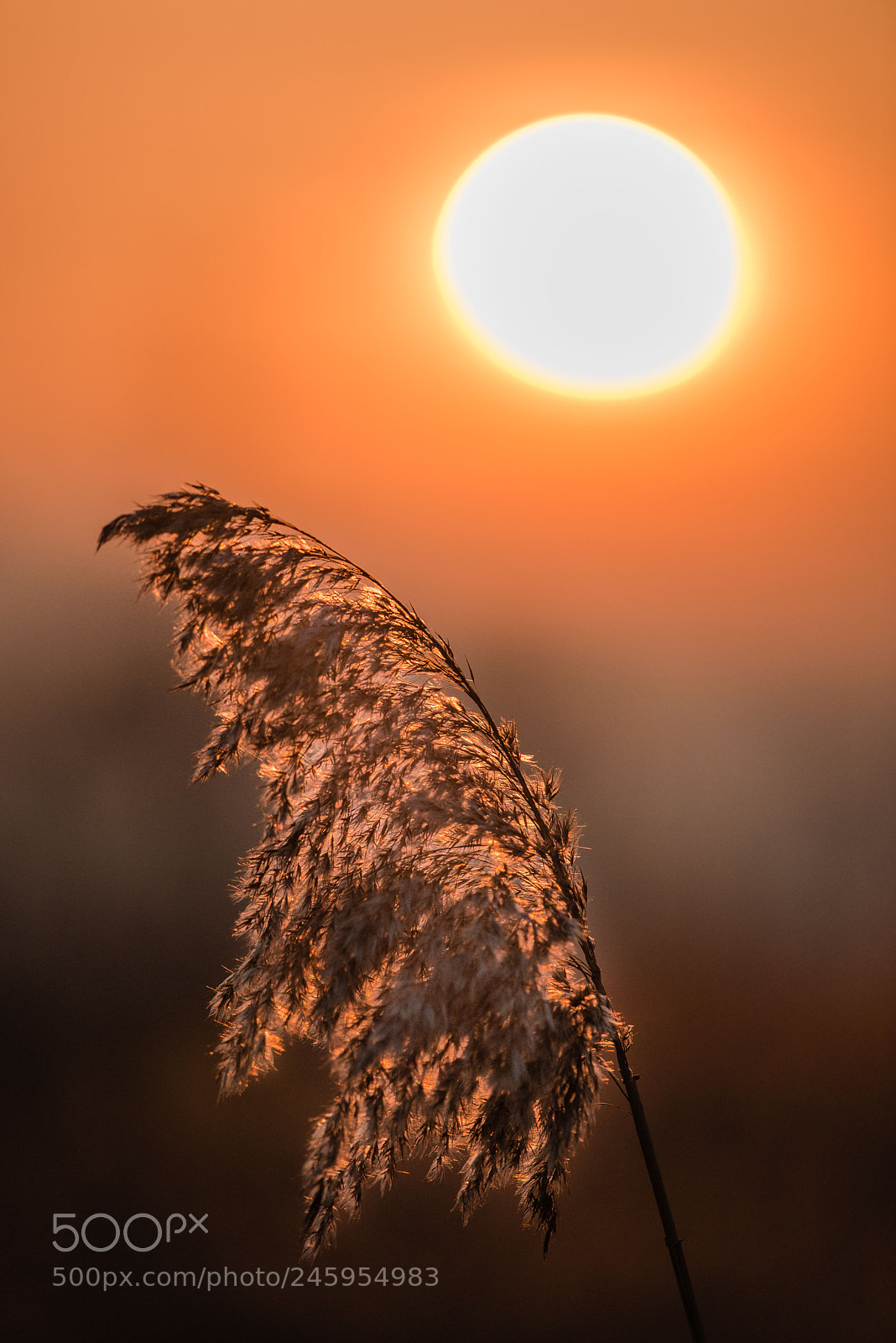 Nikon D800 sample photo. Untitled photography