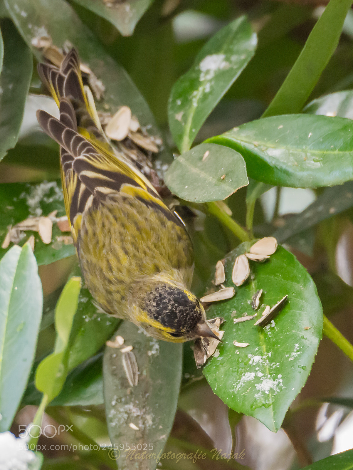 Olympus OM-D E-M10 II sample photo. Eurasian siskin photography