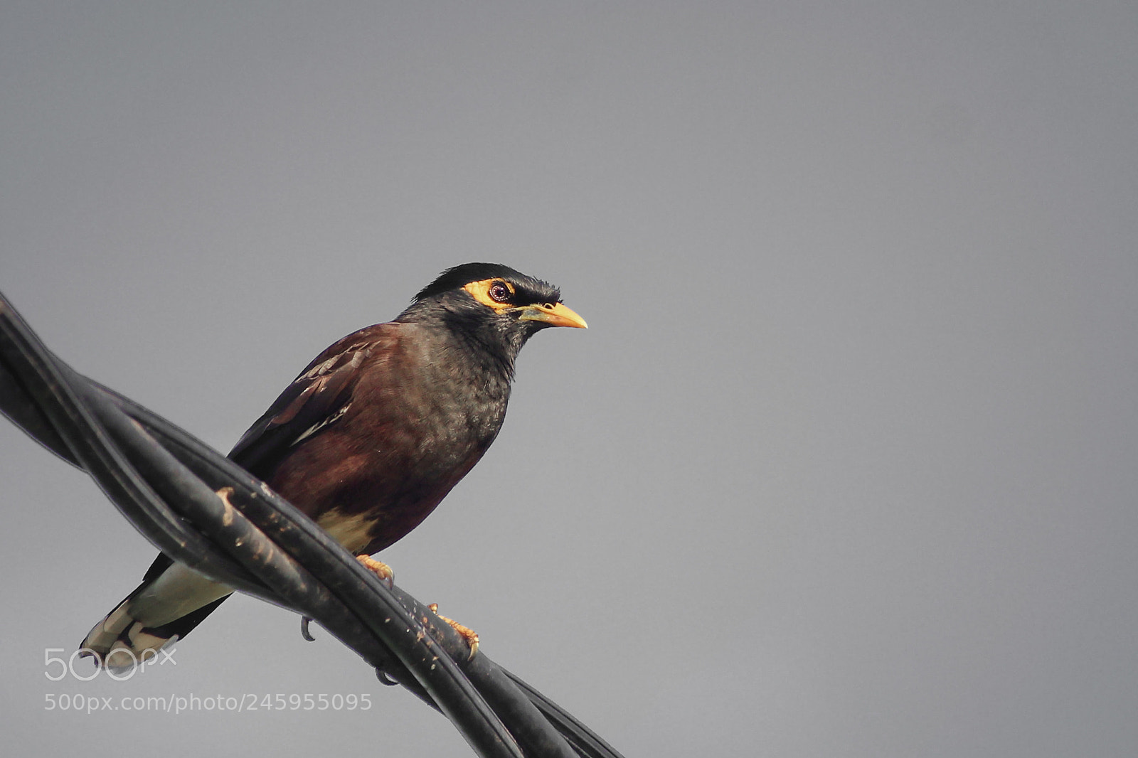 Canon EOS 550D (EOS Rebel T2i / EOS Kiss X4) sample photo. Common myna i ain't photography