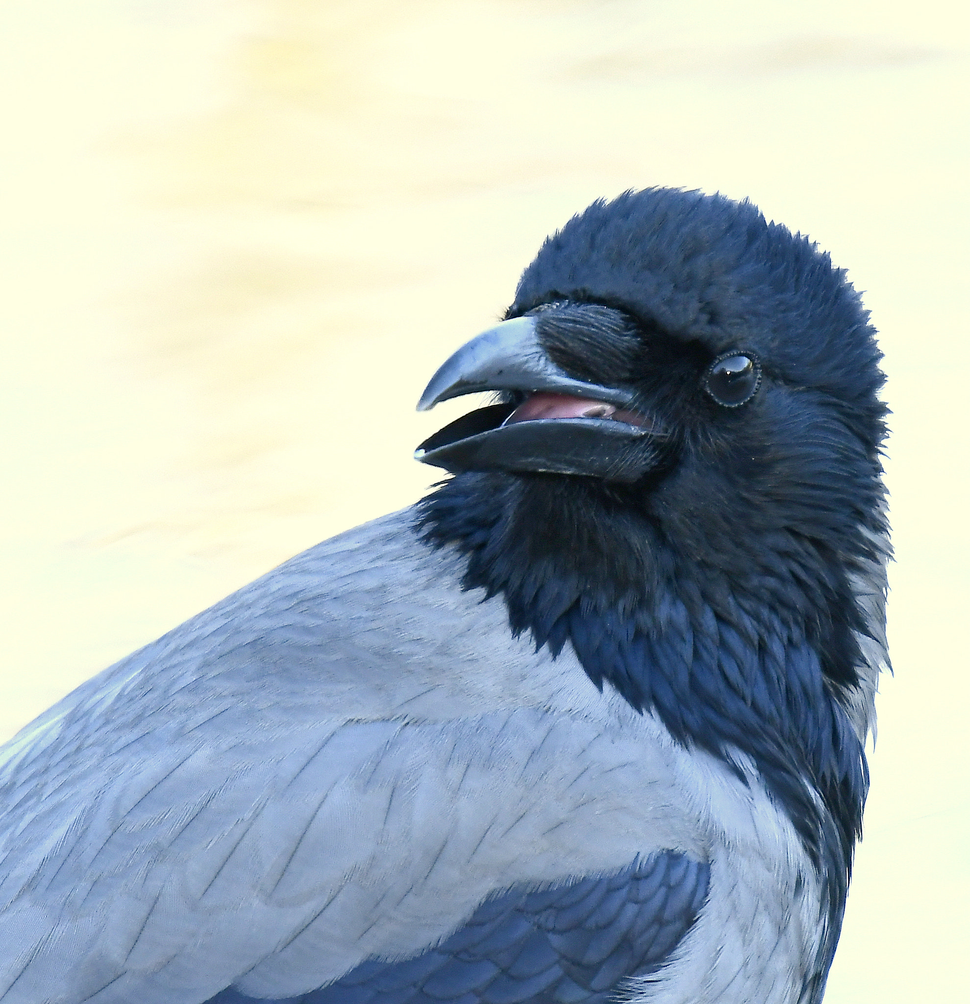 Nikon D500 + Nikon Nikkor AF-S 300mm F4E PF ED VR sample photo. Smile...:)-(hooded crow) photography