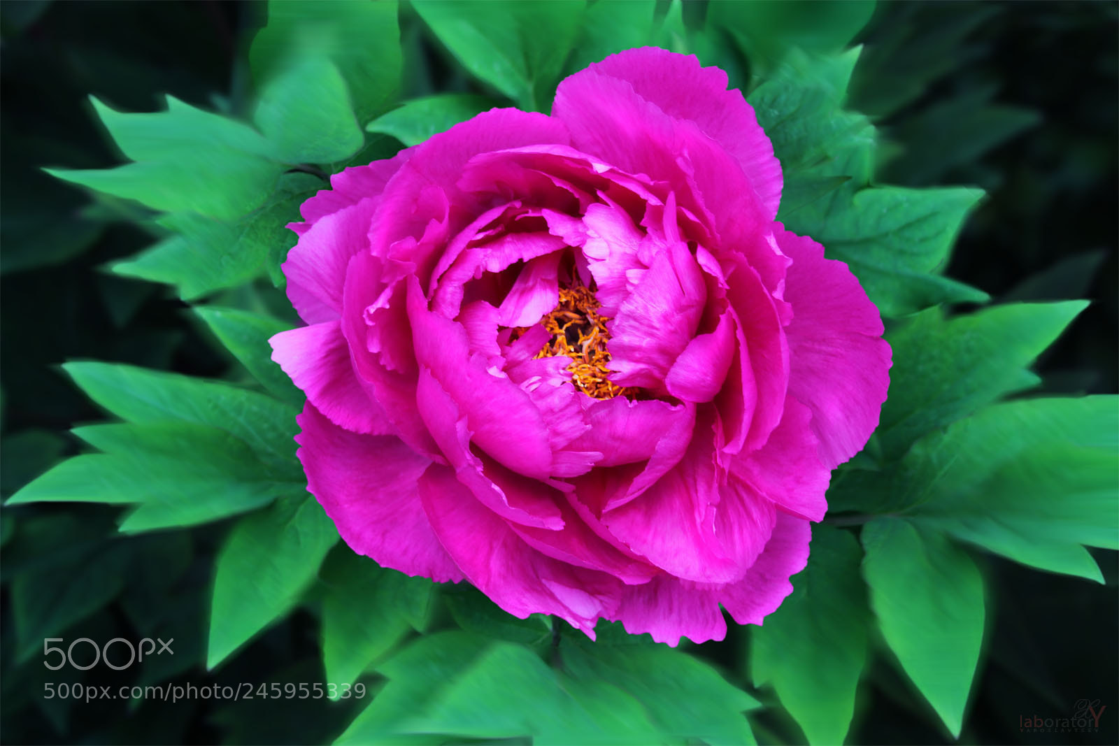 Canon EOS 600D (Rebel EOS T3i / EOS Kiss X5) sample photo. Tenderness photography