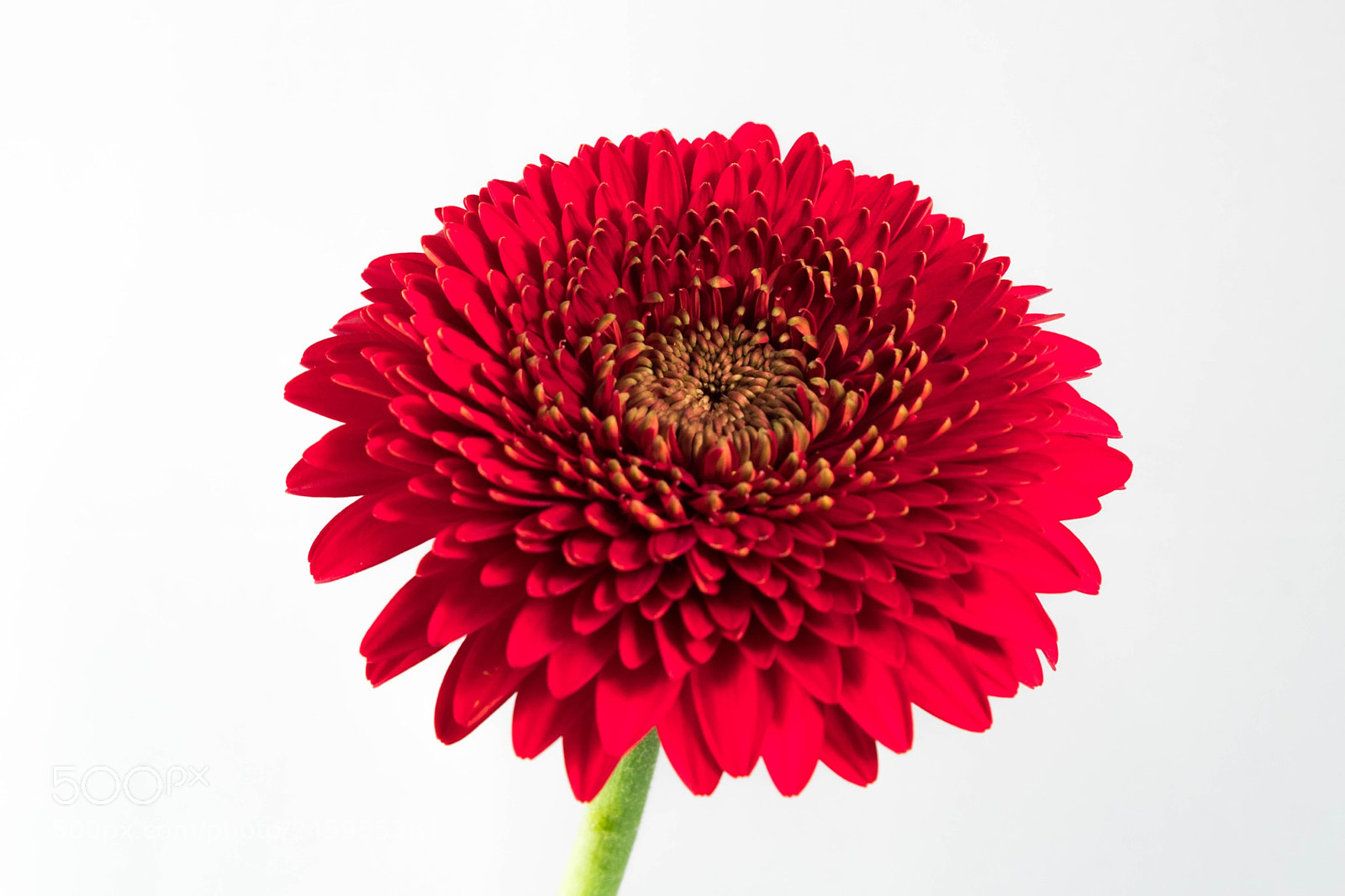 Canon EOS 1300D (EOS Rebel T6 / EOS Kiss X80) sample photo. Gerbera pomponi cupid photography