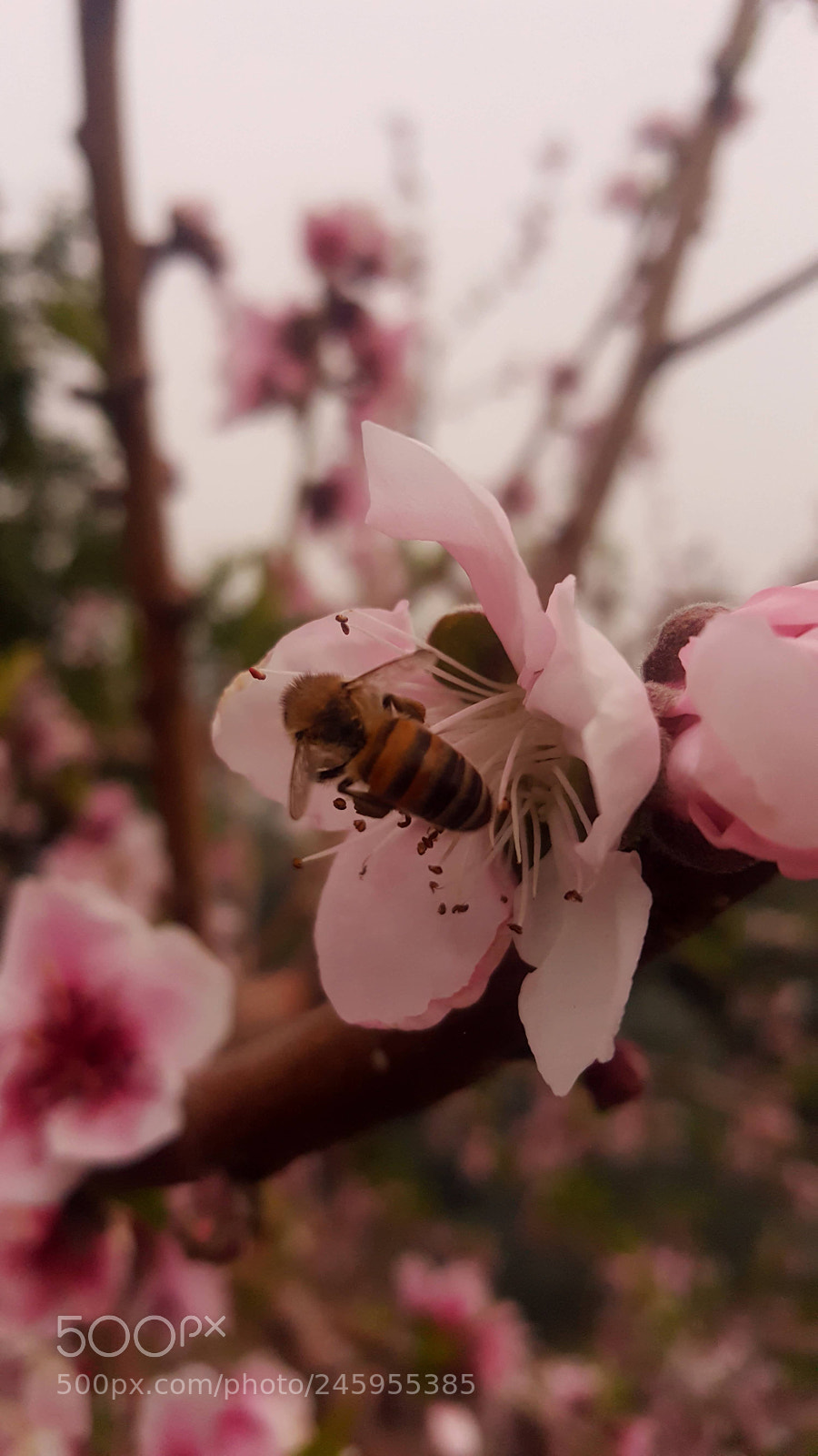 Samsung Galaxy Note5 sample photo. Untitled photography