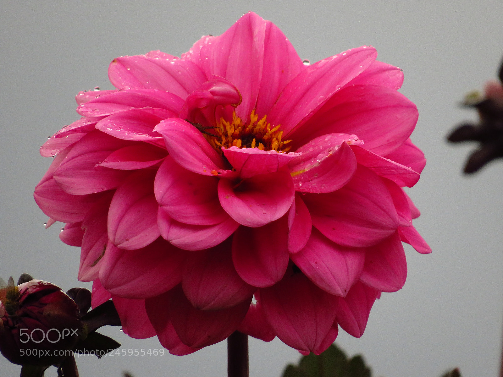 Canon PowerShot SX540 HS sample photo. Dahlie photography
