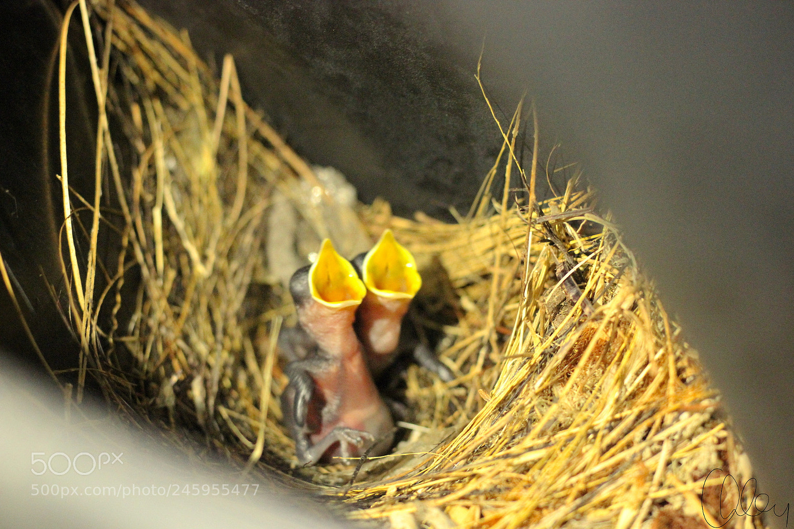 Canon EOS 550D (EOS Rebel T2i / EOS Kiss X4) sample photo. A newborn sparrow photography