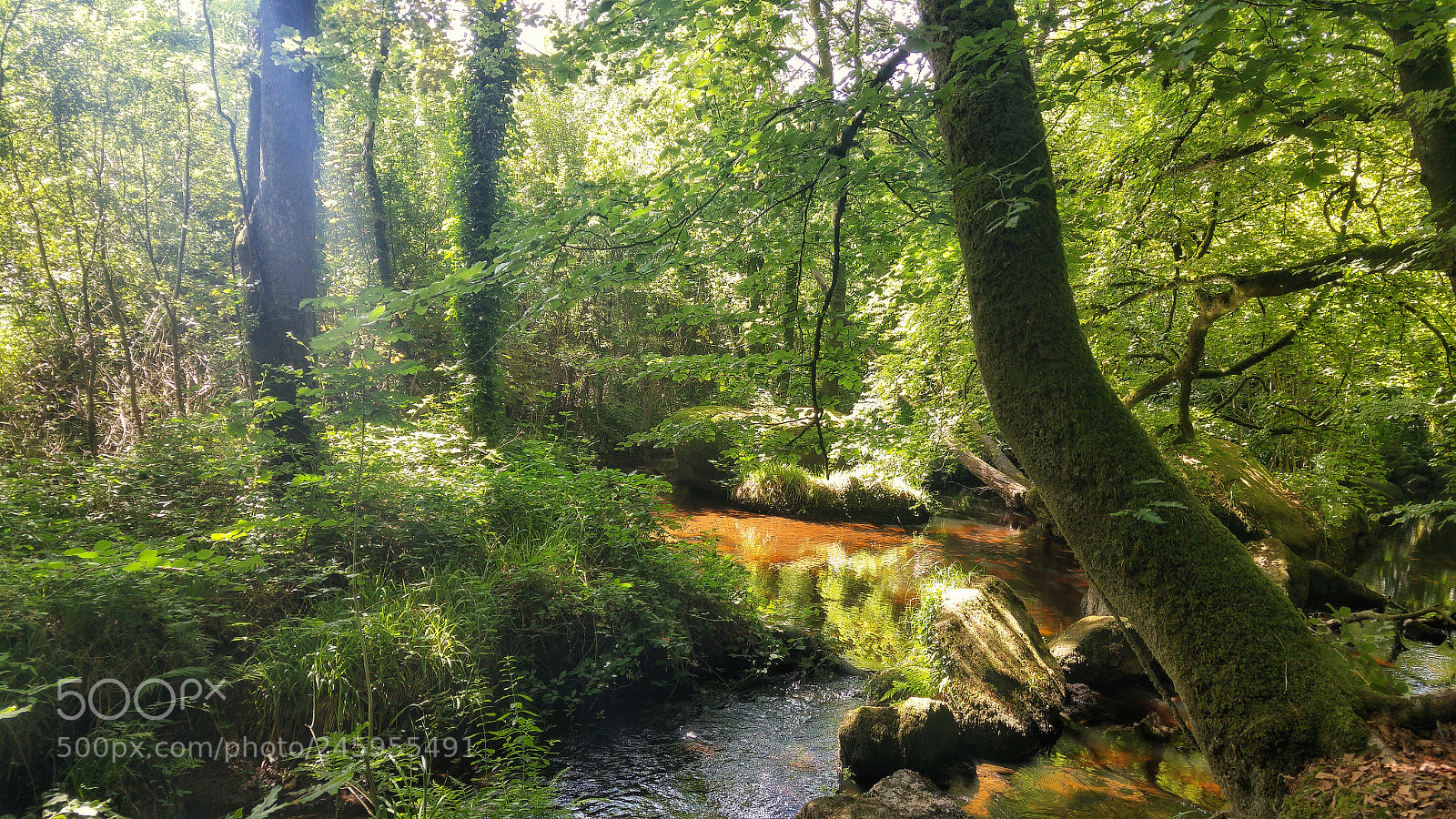LG G4 sample photo. Forest d'artus photography
