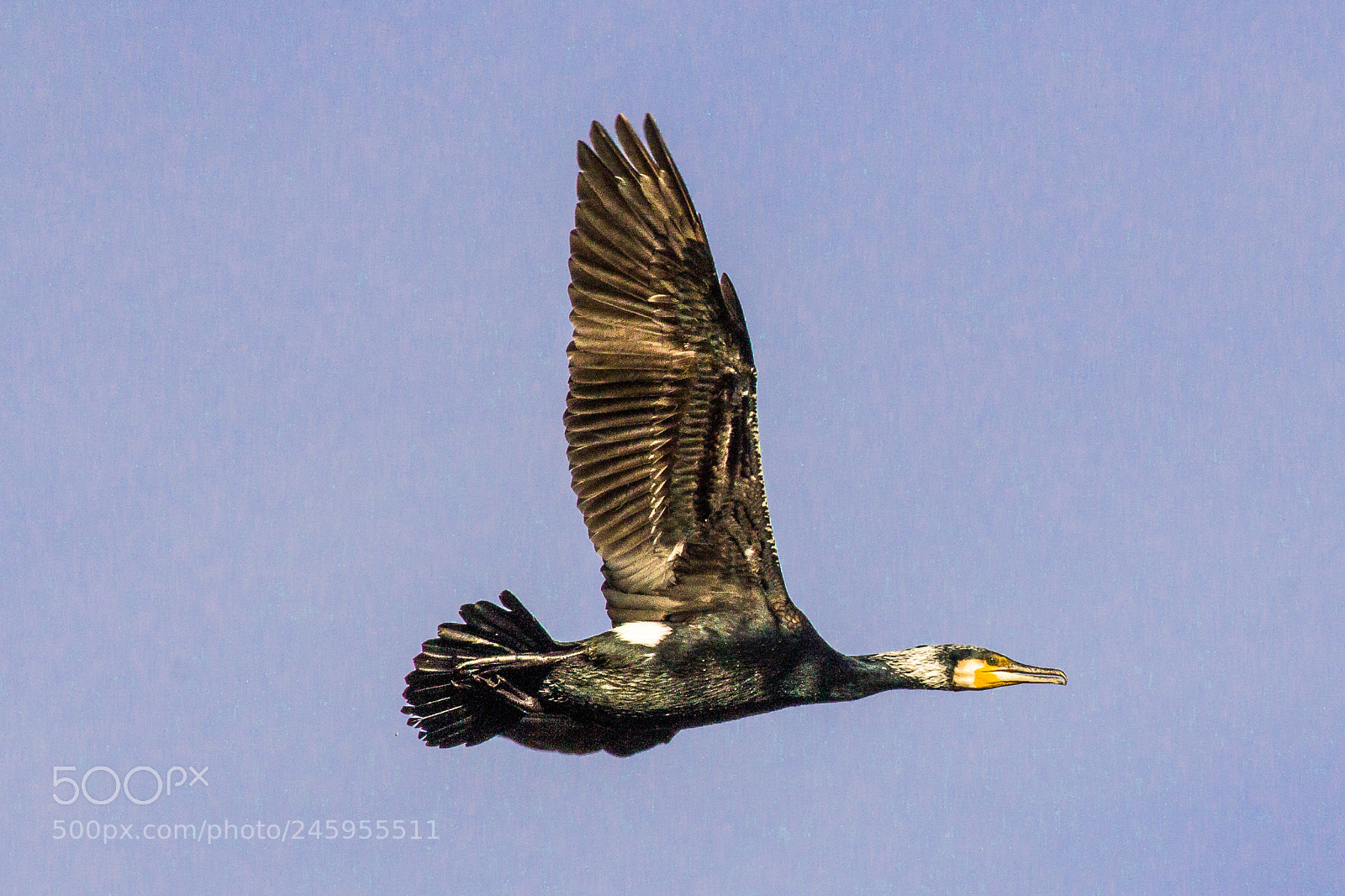 Canon EOS 60D sample photo. Great cormorant photography