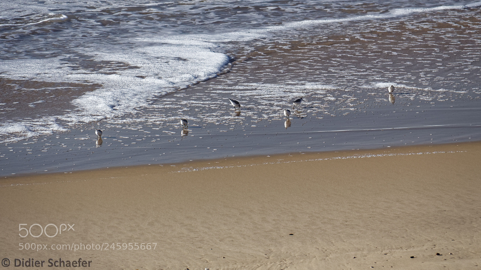 Canon EOS 50D sample photo. Sanderling photography