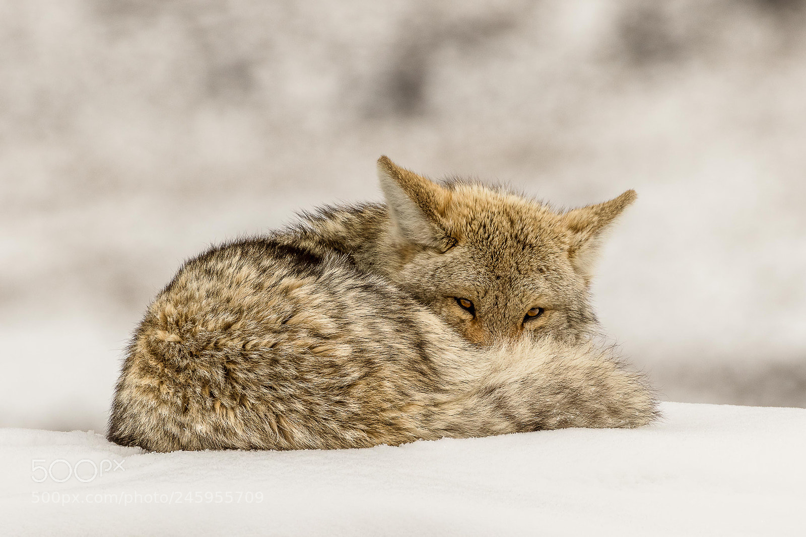 Canon EOS 7D Mark II sample photo. Resting coyote photography