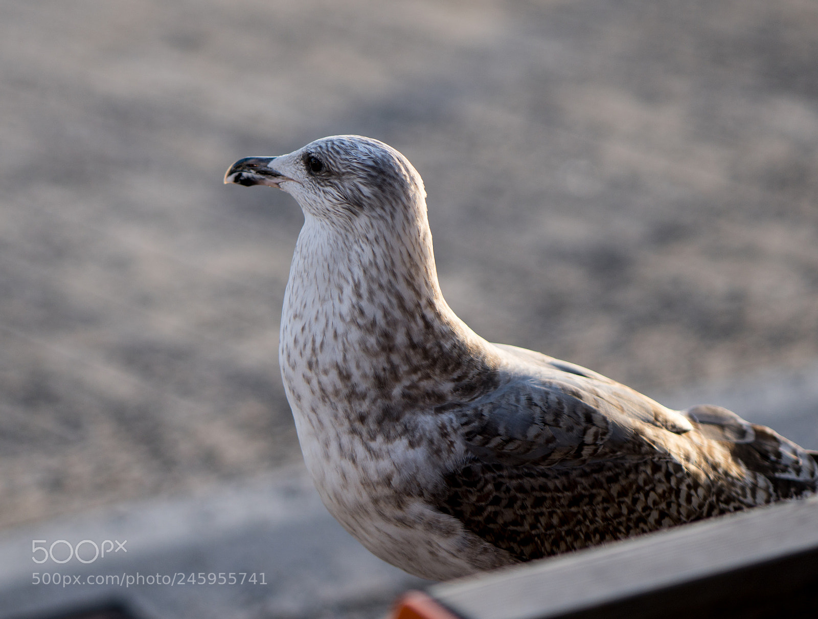 Sony a6500 sample photo. Bird2 photography