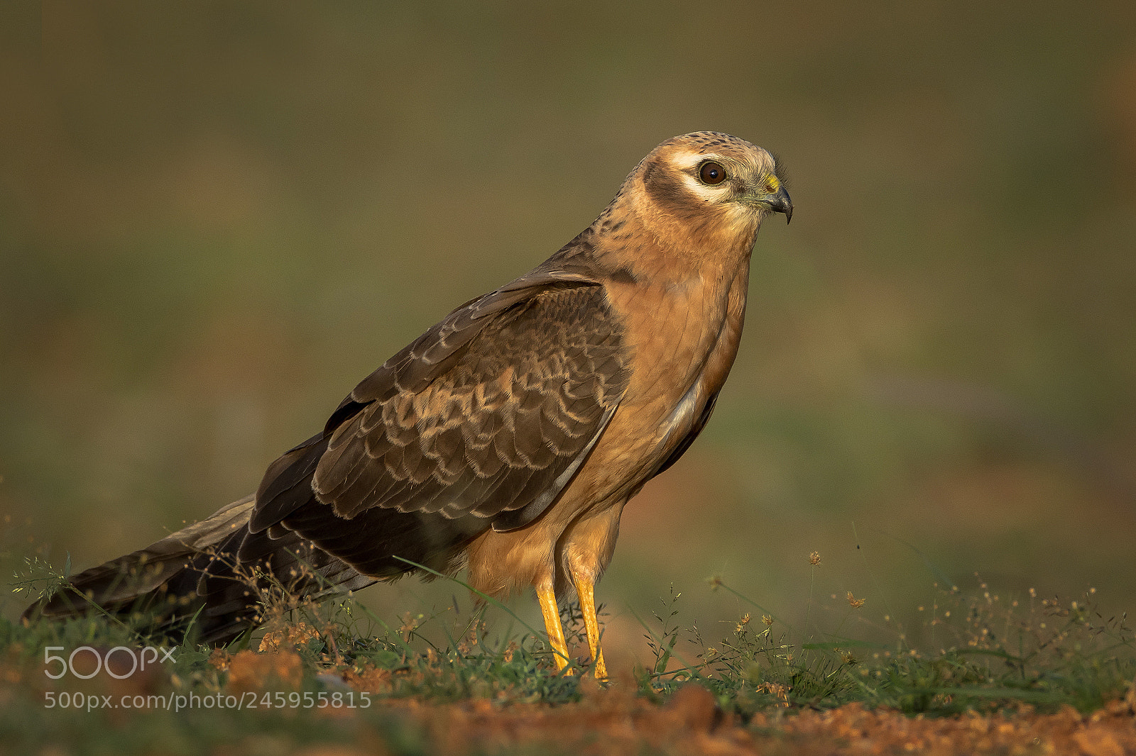 Canon EOS 7D Mark II sample photo. Montagu harrier (f) photography