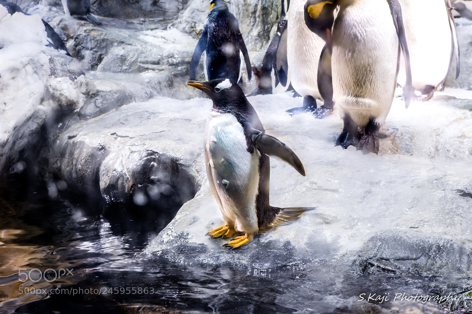 Nikon Df sample photo. Penguin photography