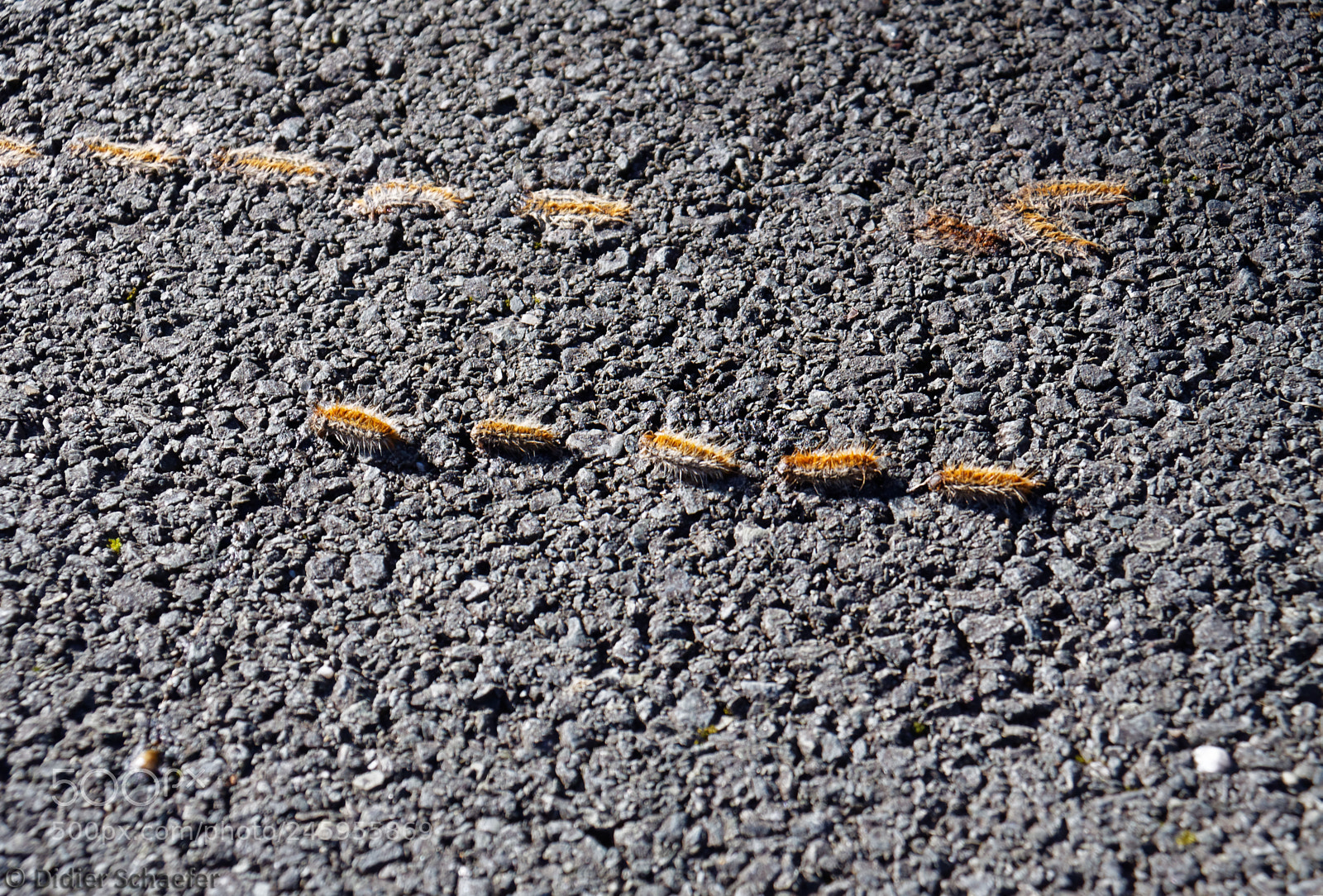 Canon EOS 50D sample photo. Flat and alive photography