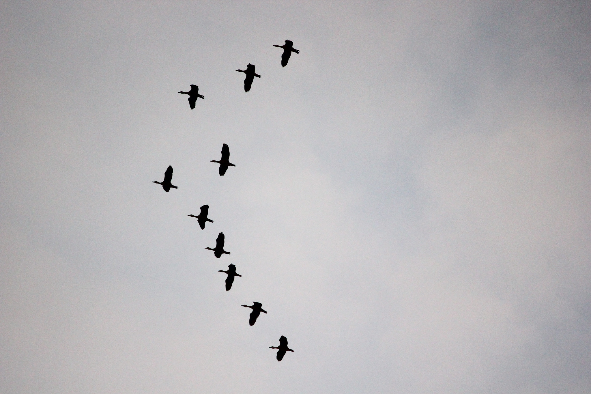 Canon EF-S 55-250mm F4-5.6 IS II sample photo. Img photography