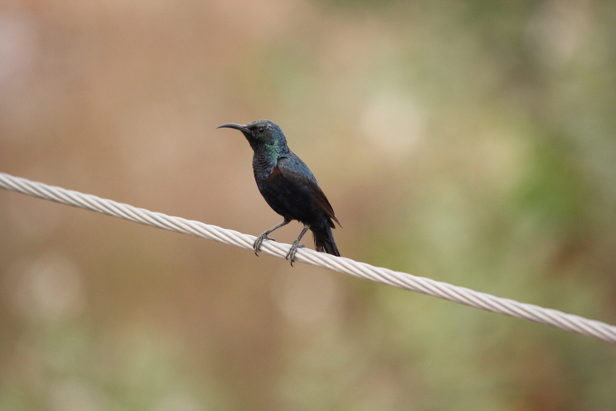 Canon EF-S 55-250mm F4-5.6 IS II sample photo. Img photography