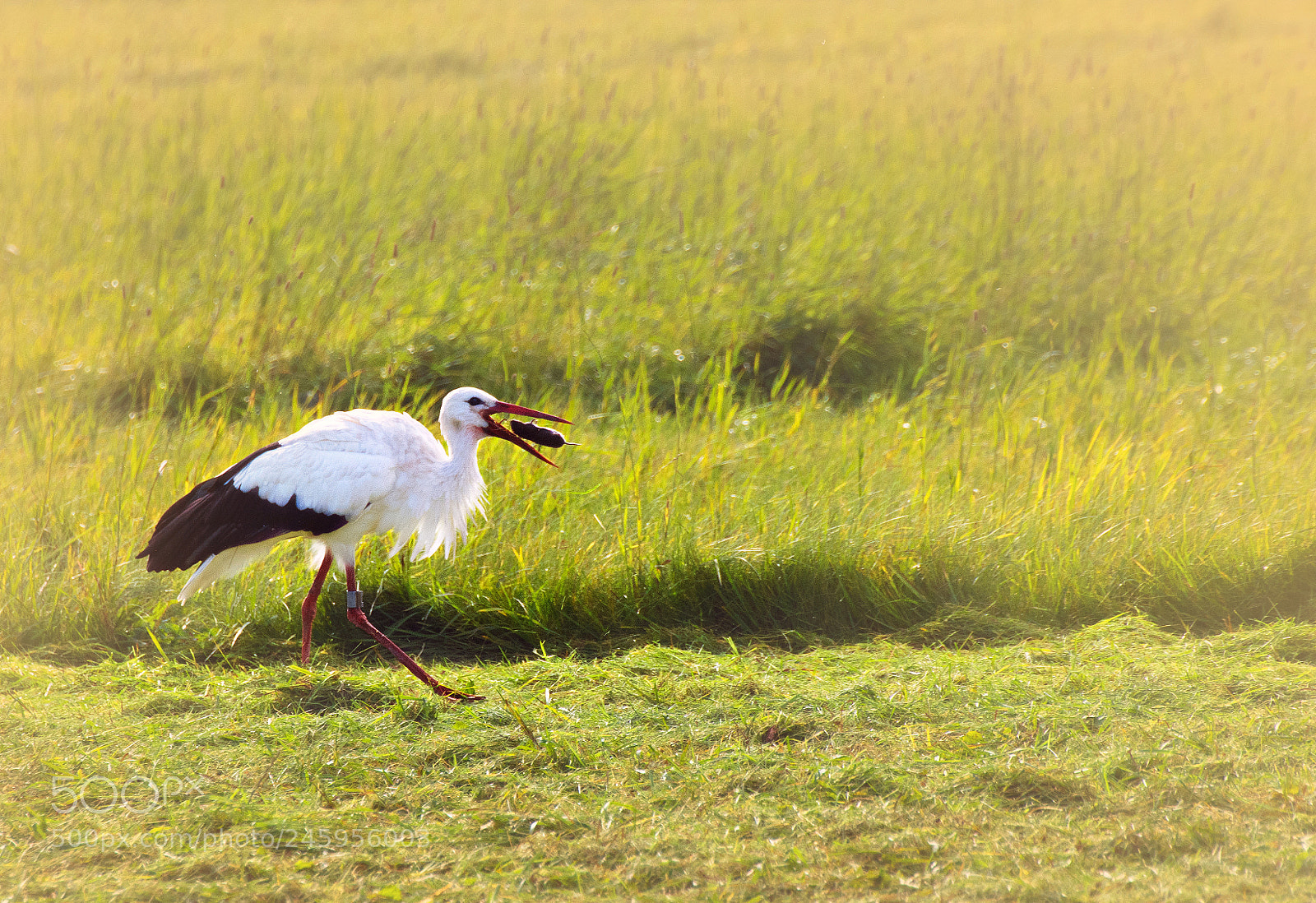 Nikon D7200 sample photo. Feeding time photography
