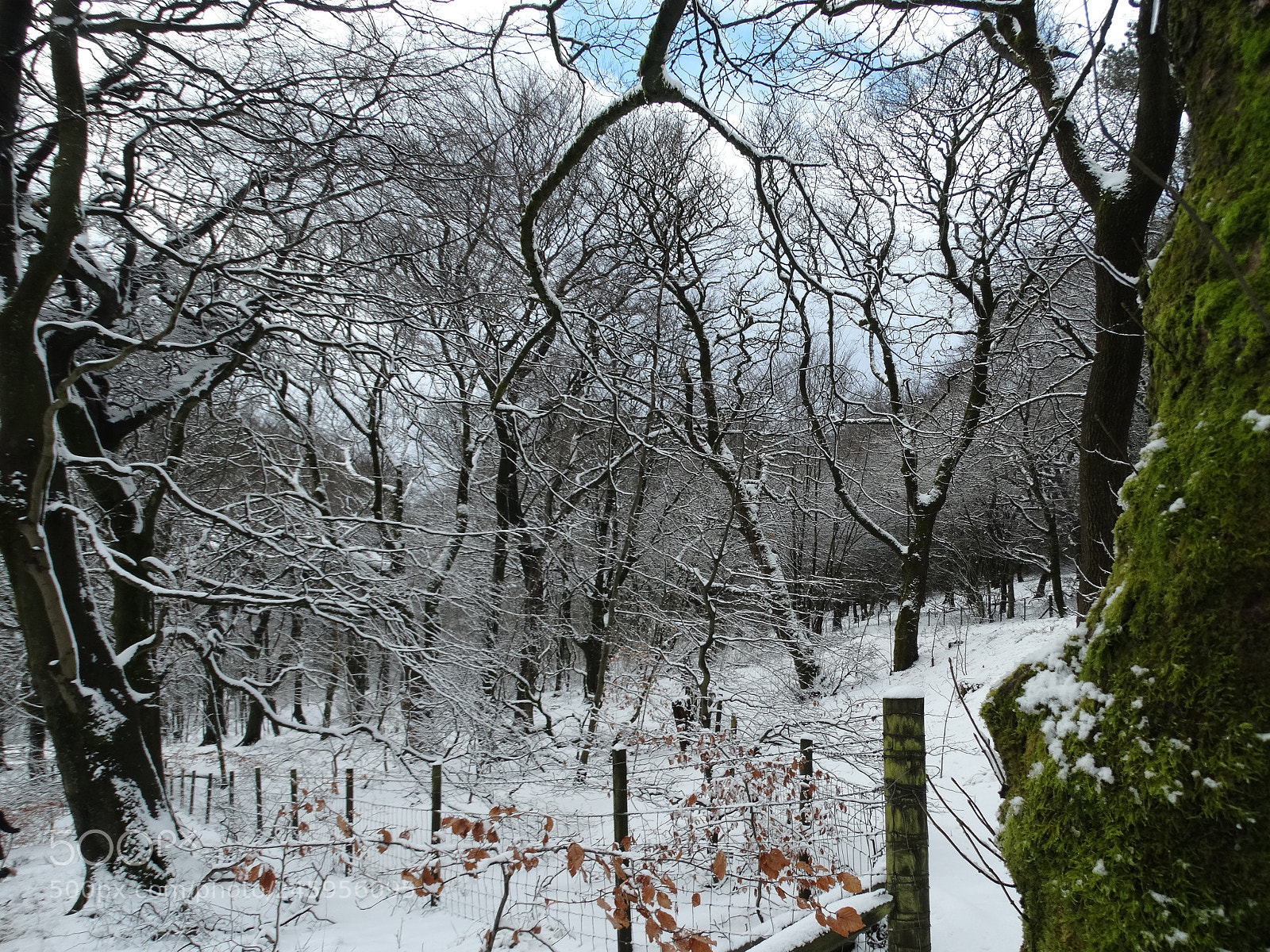 Sony Cyber-shot DSC-HX300 sample photo. A winter woodland photography