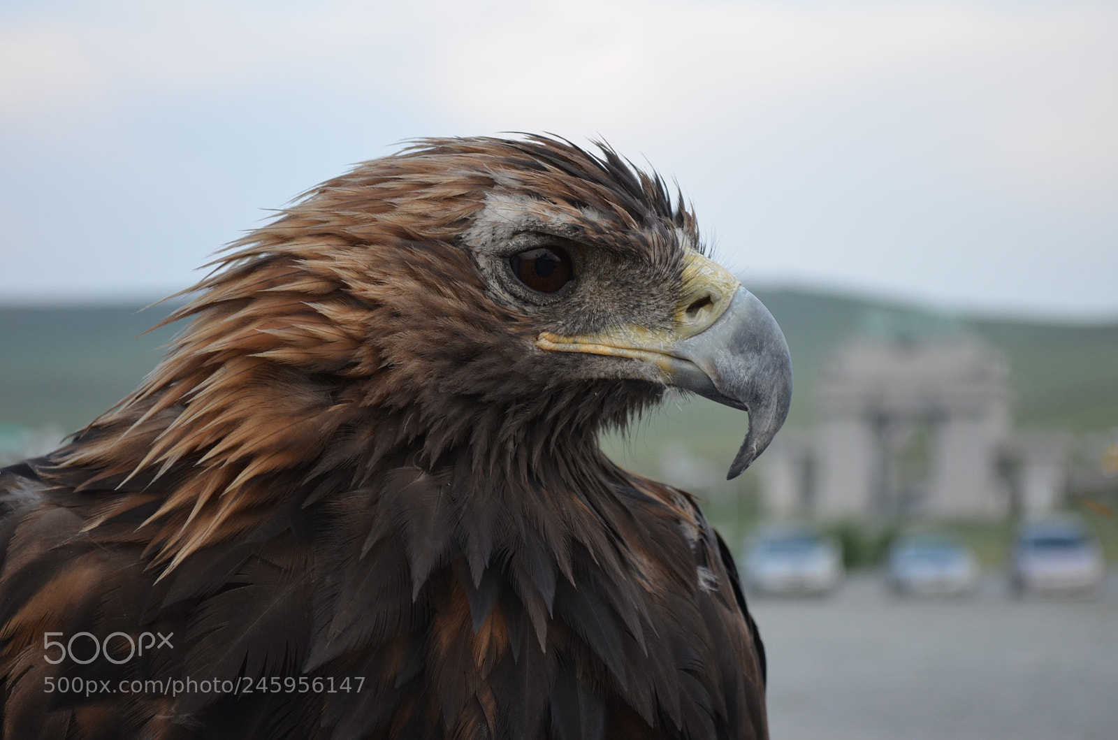 Nikon D5100 sample photo. Eagle photography