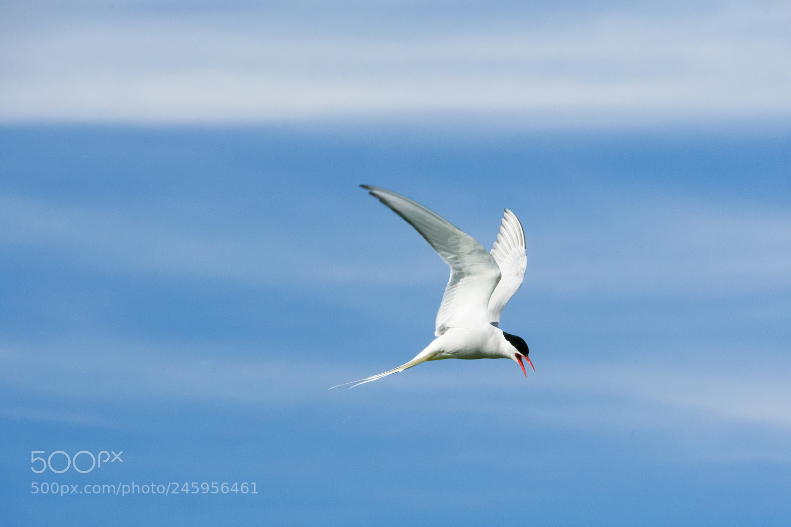 Nikon D7200 sample photo. Sea gull photography