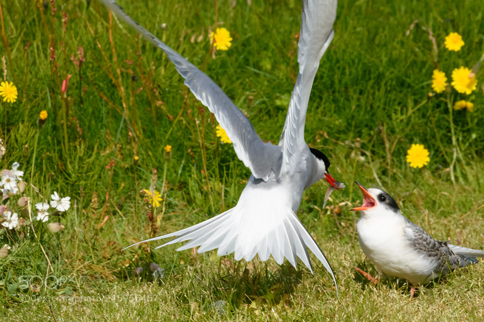 Nikon D7200 sample photo. Feeding sea gull photography