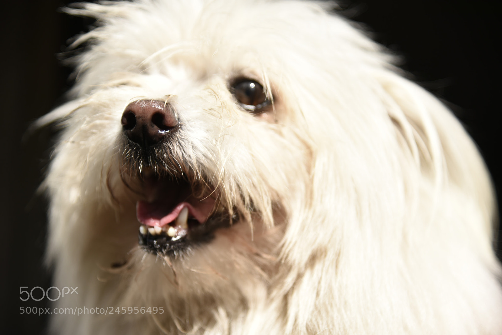 Nikon AF-S Nikkor 24-120mm F4G ED VR sample photo. Boop my nose photography