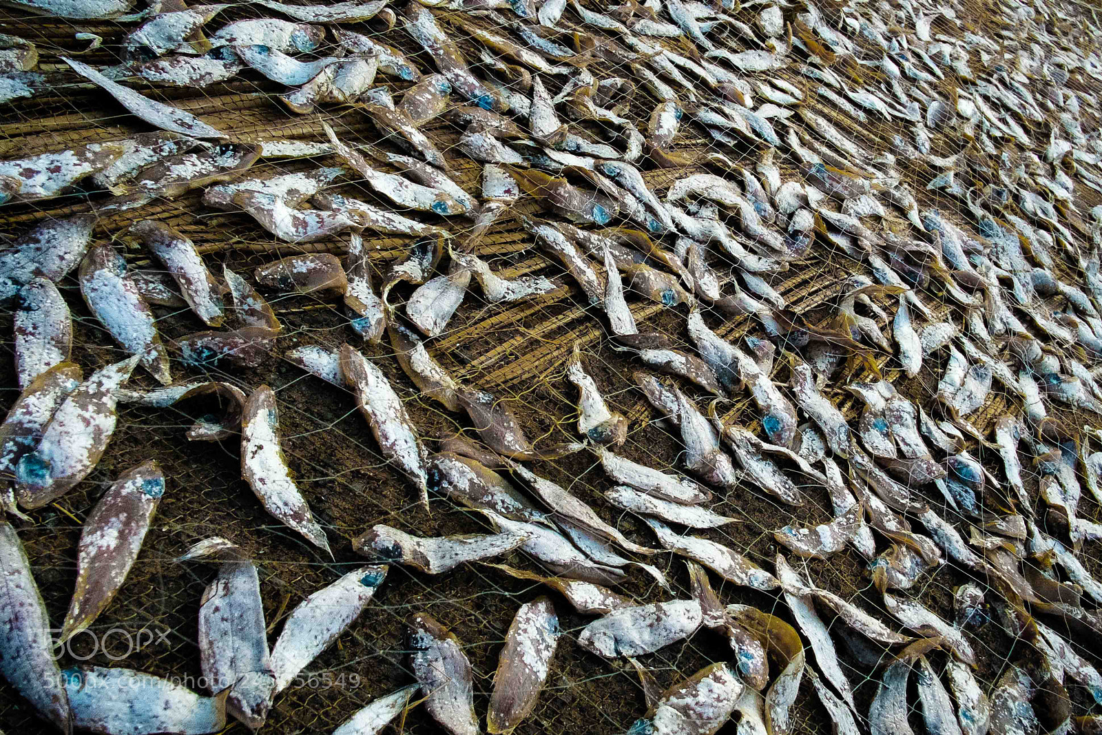 Fujifilm X-Pro1 sample photo. Indian fishes photography