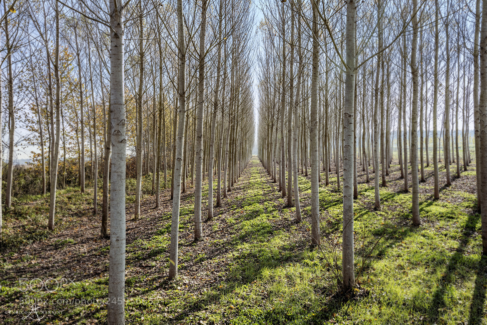 Nikon D810 sample photo. Poplar woods - padule photography