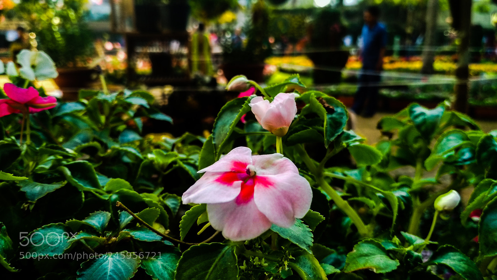 Xiaomi Redmi 4 Pro sample photo. A pink flower photography