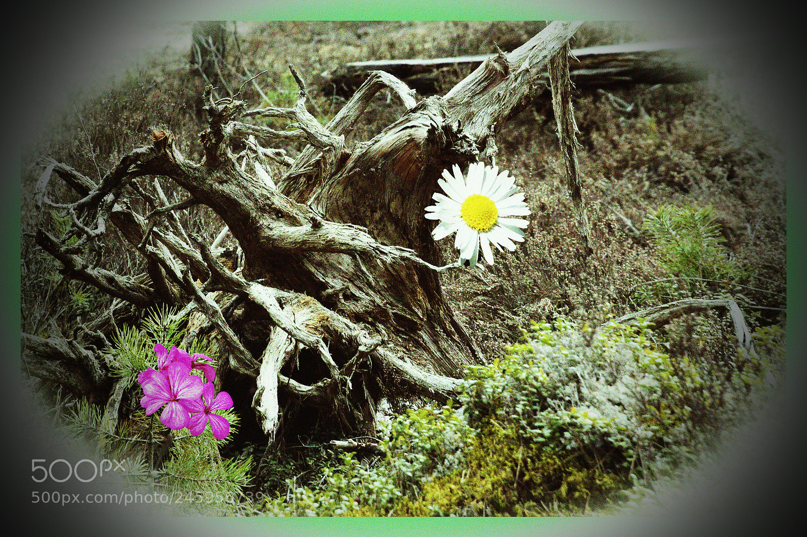 Nikon D7200 sample photo. Adobe photography