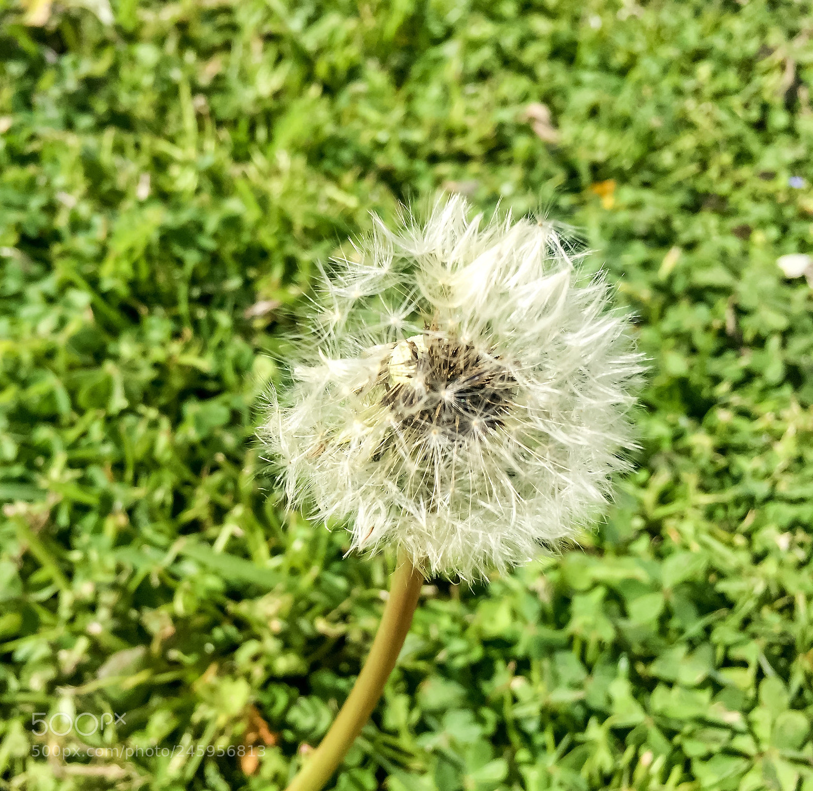 Apple iPhone 6 Plus sample photo. Close up photography