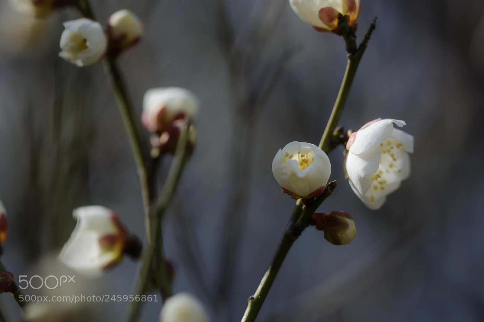 Nikon D7100 sample photo. Yurikago photography
