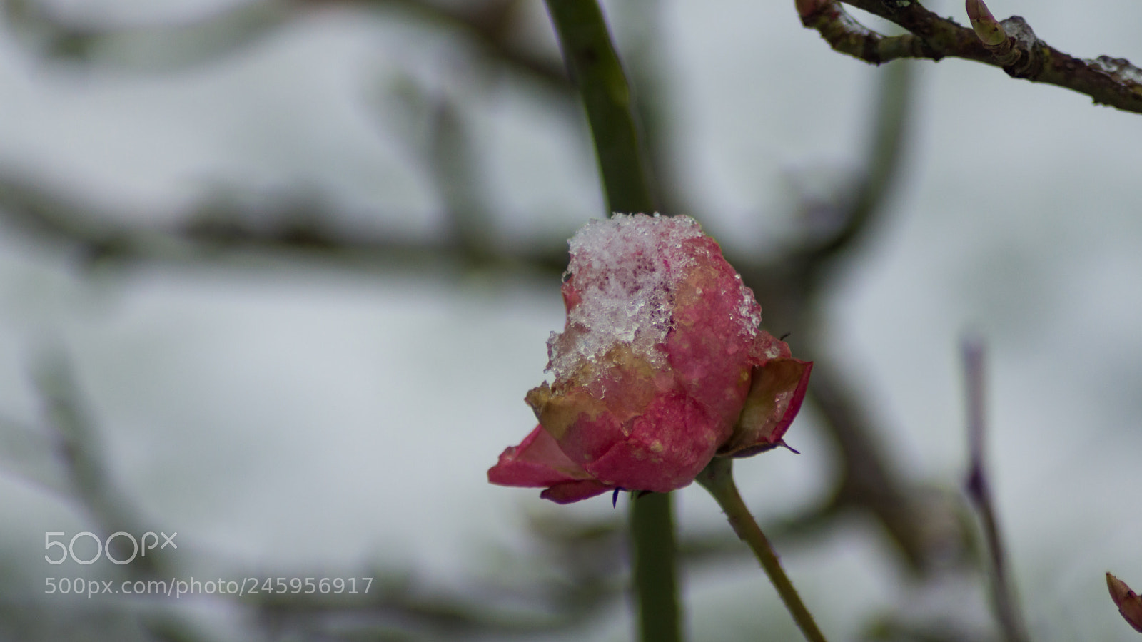 Sony SLT-A65 (SLT-A65V) sample photo. Ice on a rose photography