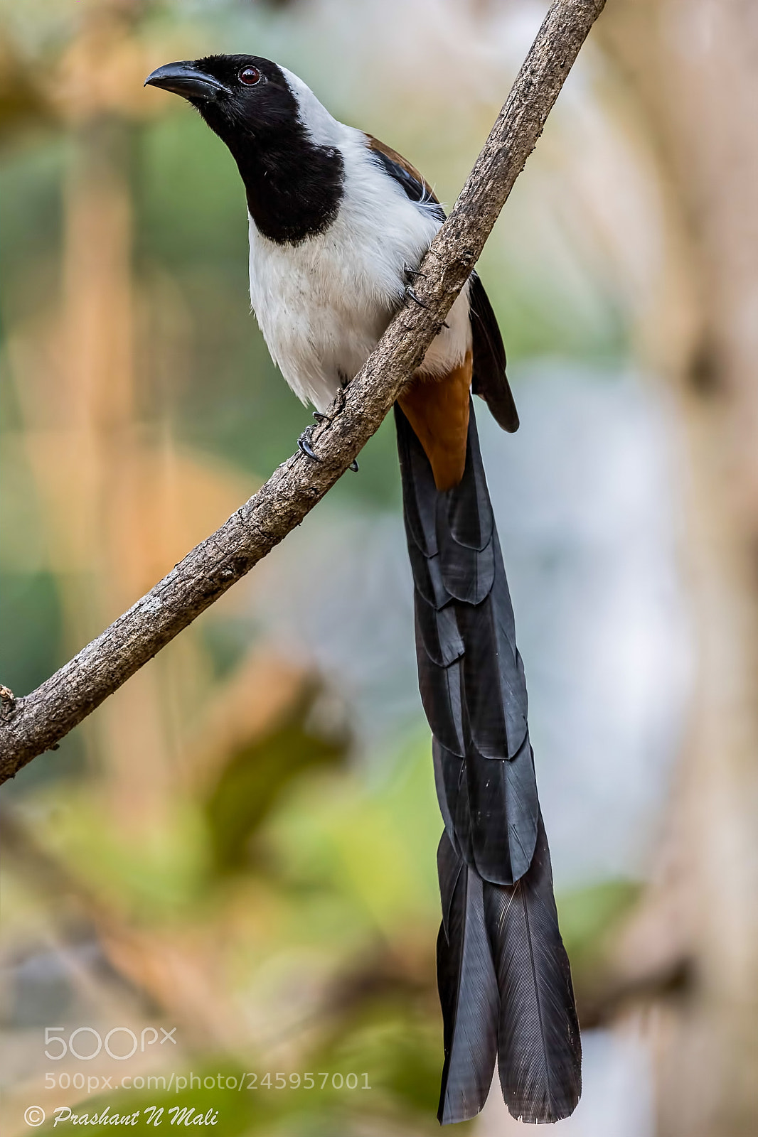 Canon EOS 7D Mark II sample photo. Whitebelliedtreepie photography