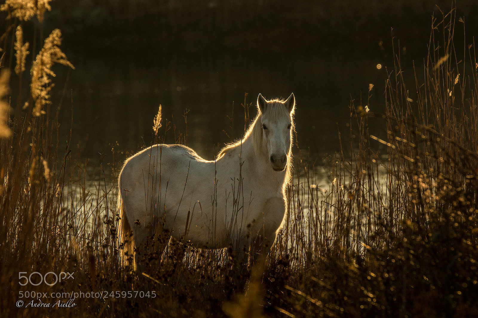 Canon EOS 7D Mark II sample photo. Golden horse photography