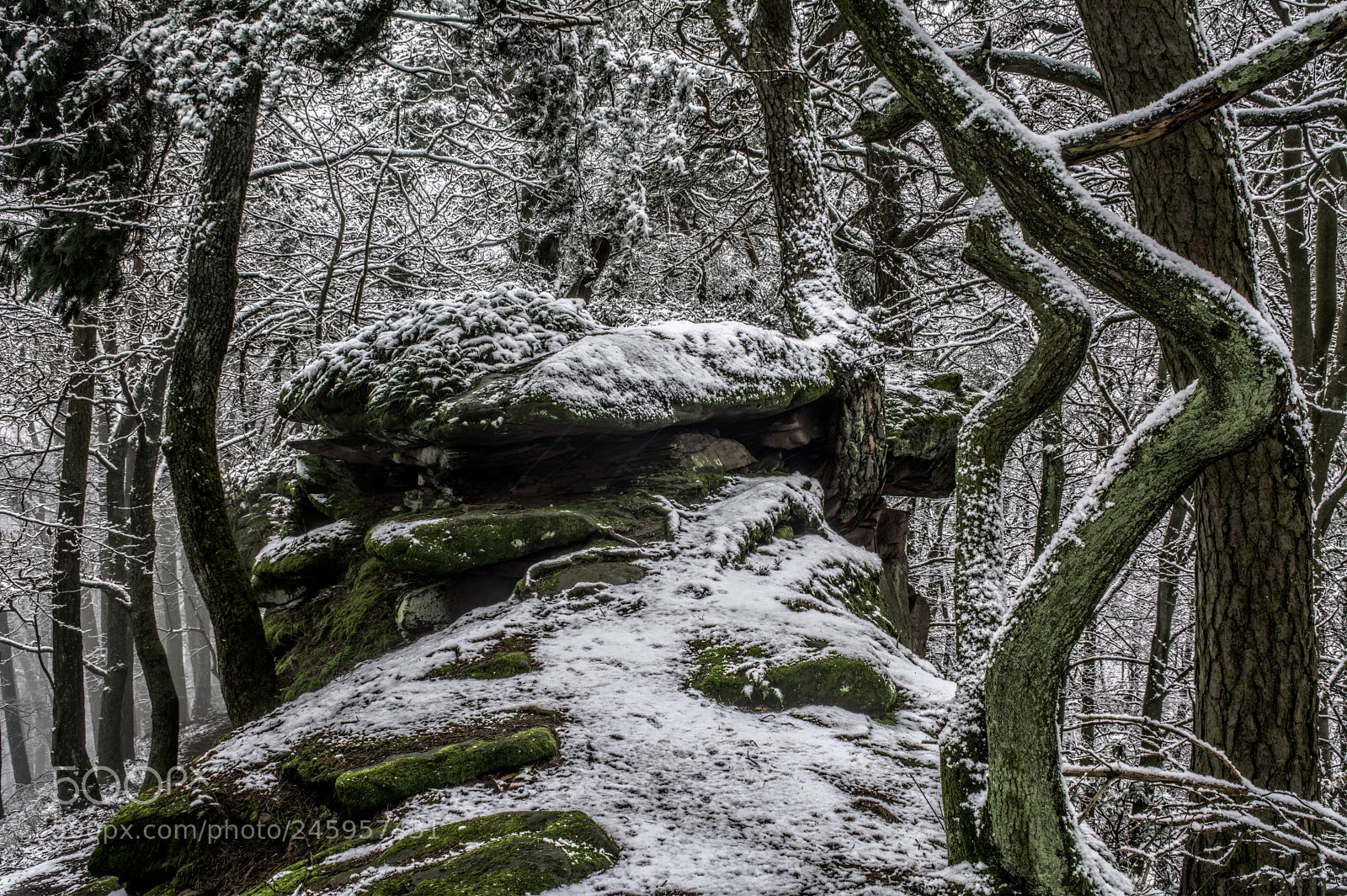 Nikon D7100 sample photo. Forest32 photography