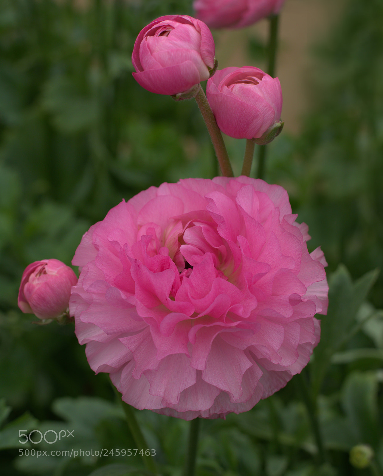 Nikon D7100 sample photo. Flowers photography