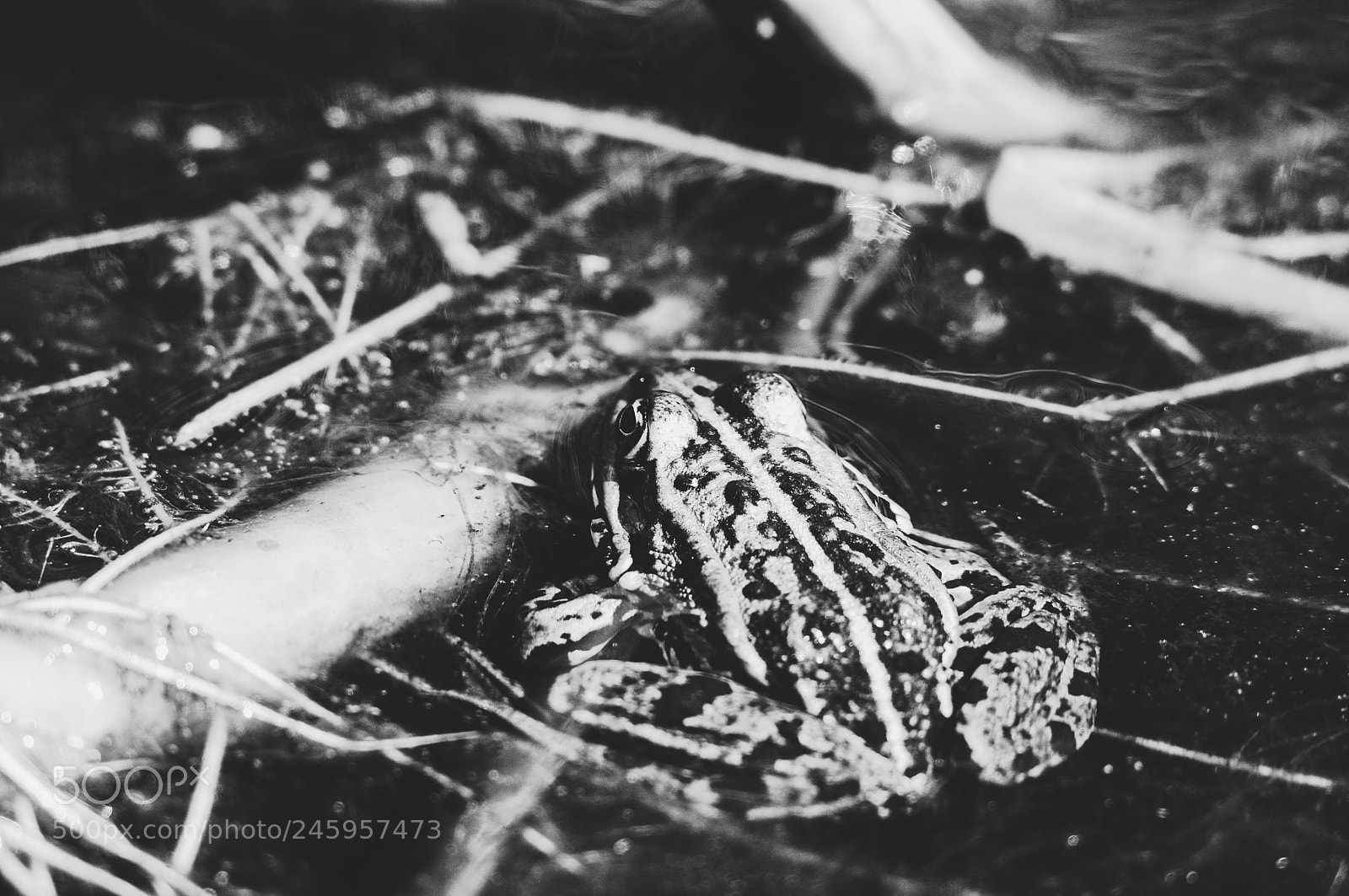 Nikon D90 sample photo. Ribbit photography