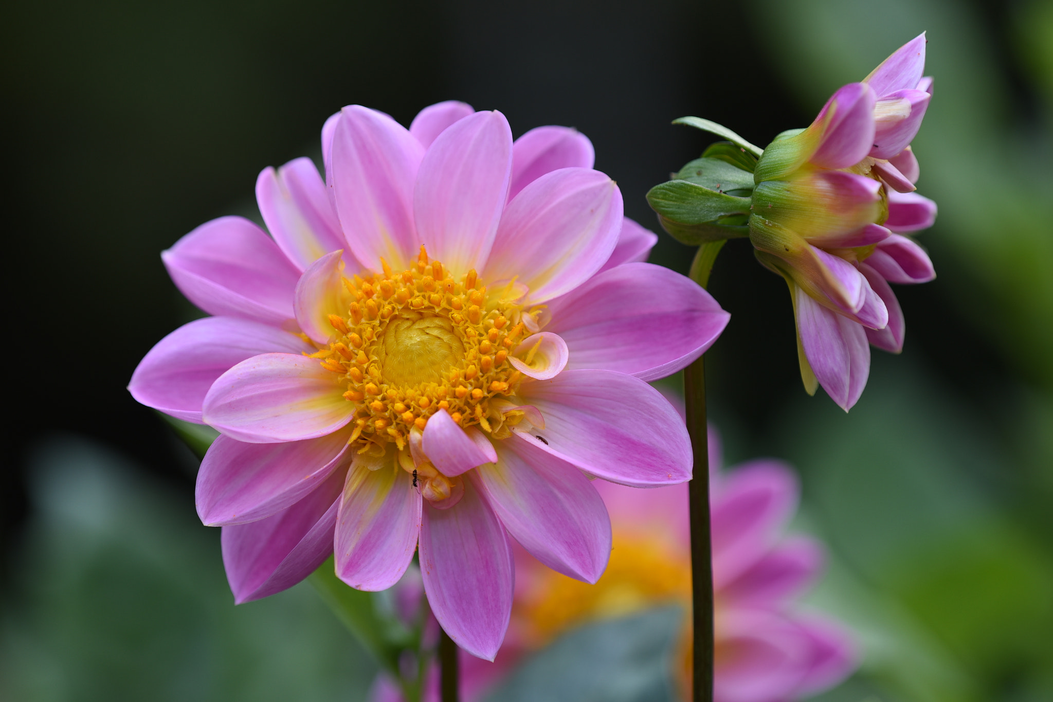 Nikon D750 + Nikon AF Micro-Nikkor 200mm F4D ED-IF sample photo. Pink flower photography