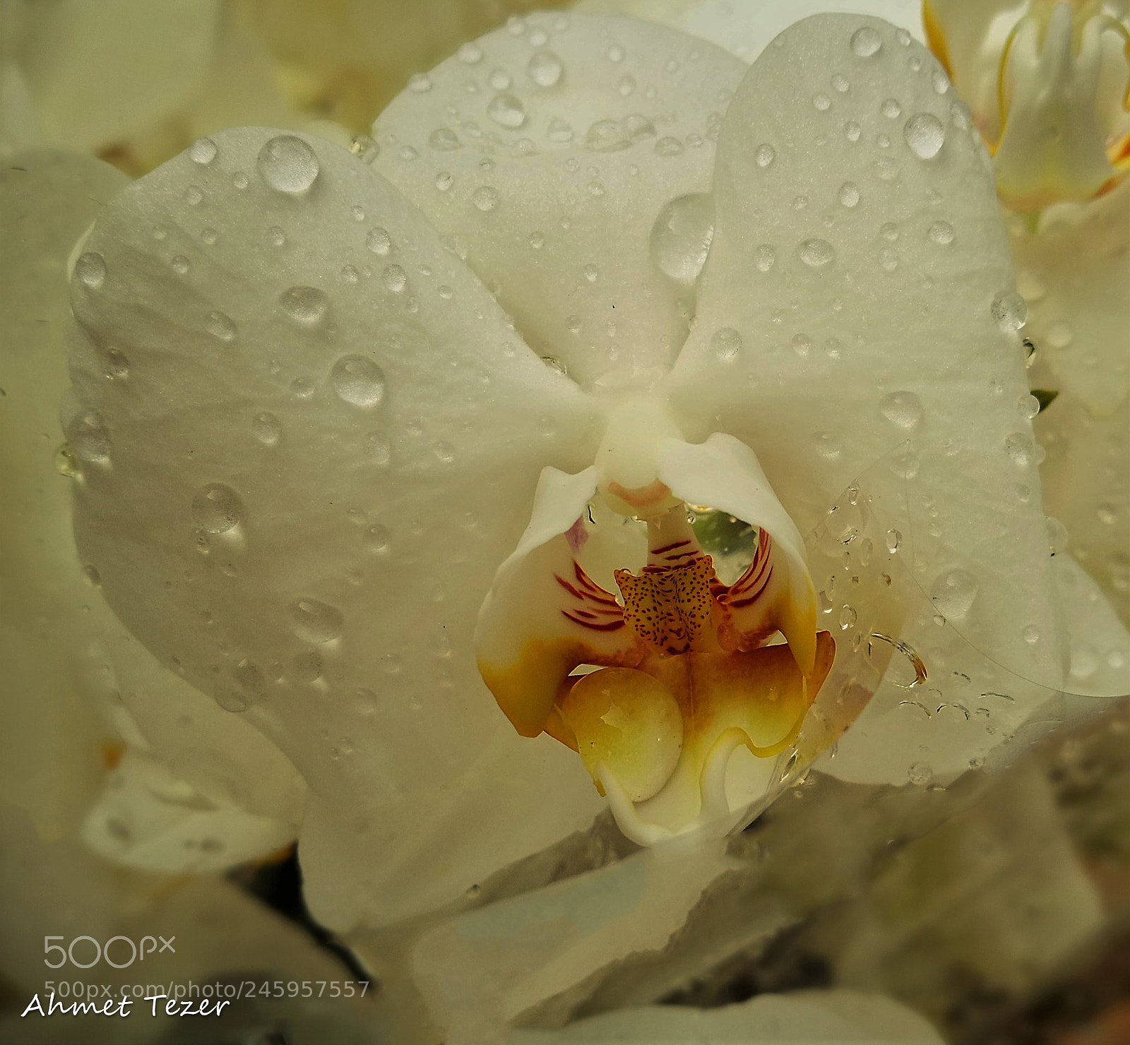 HUAWEI P9 sample photo. Orchid photography