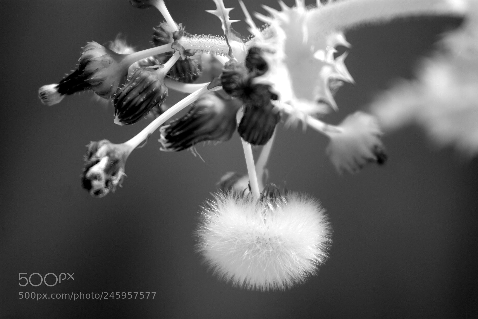 Canon EOS 50D sample photo. Puffball photography