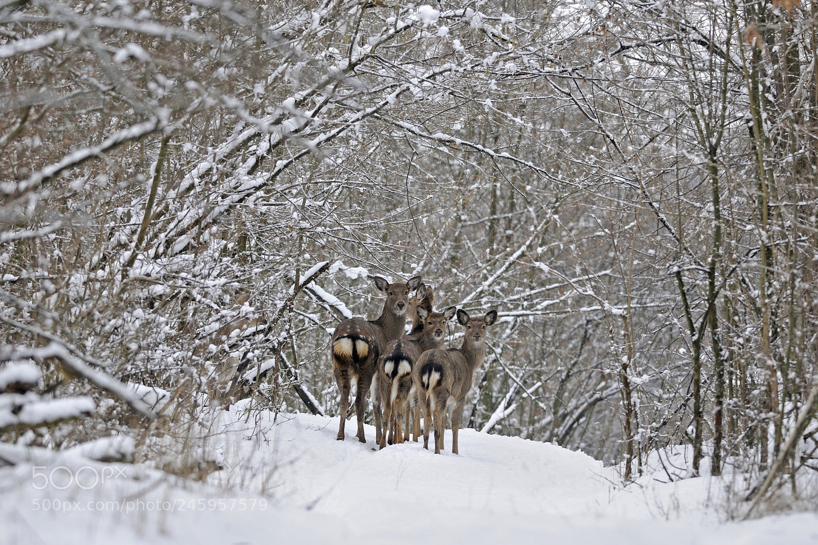 Nikon D300S sample photo. Mom and babies photography
