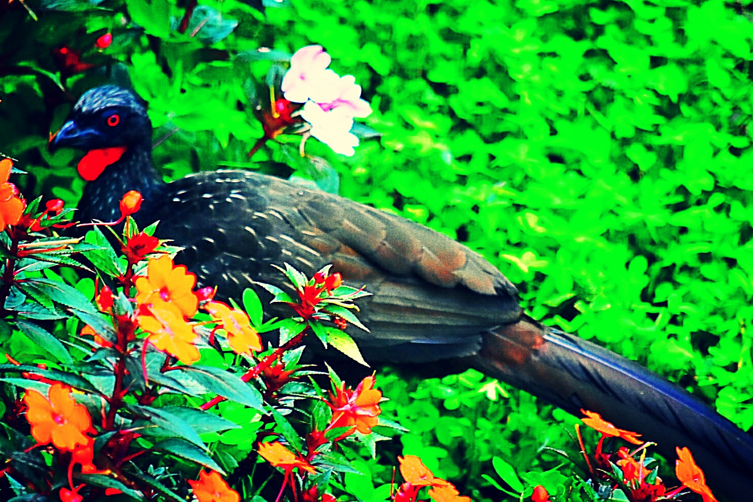 Nikon D5600 sample photo. Jacu in the garden photography